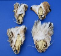 5-1/2 to 6-1/2 inches Tanned Bobcat Face Pelts for Sale - $8.99; 2 @ $8.25 each 