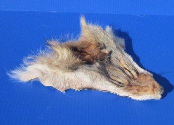 Tanned Coyote Face Pelts, Skins, Hides <font color=red> Wholesale</font>- Case of 20 @ $4.95 each