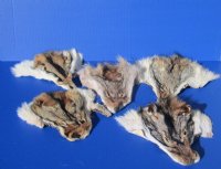Tanned Real Coyote Face Pelts for Sale - $8.99 each; 2 @ $8.00 each; 