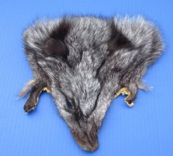 Assorted Tanned Fox Face Pelts, Skins Fur for Sale 7x7 to 9x9 - 2 @ $8.00 each