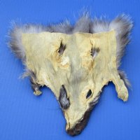 Assorted Tanned Fox Face Pelts, Skins, Fur, Hides <font color=red> Wholesale</font> - 20 @ $4.95 each