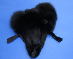 8 to 11 inches Tanned Black Fox Face Pelts, Skins, Fur, Hides <font color=red> Wholesale</font> - 20 @ $4.95 each