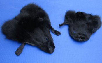 8 to 11 inches Tanned Black Fox Face Pelts, Skins, Fur, Hides <font color=red> Wholesale</font> - 20 @ $4.95 each