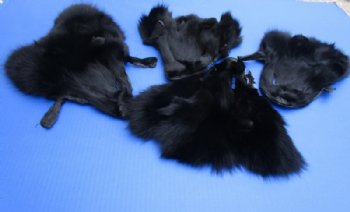 Black Fox Face Pelts, Skins Fur for Sale 8 to 11 inches - 2 @ $8.00 each