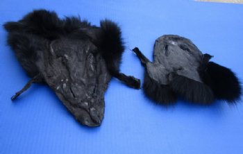 8 to 11 inches Tanned Black Fox Face Pelts, Skins, Fur, Hides <font color=red> Wholesale</font> - 20 @ $4.95 each