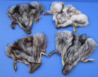 Assorted Tanned Fox Face Pelts, Skins, Fur, Hides <font color=red> Wholesale</font> - 20 @ $4.95 each