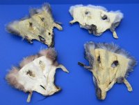 Assorted Tanned Fox Face Pelts, Skins, Fur, Hides <font color=red> Wholesale</font> - 20 @ $4.95 each