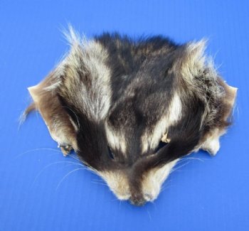 Tanned Raccoon Face Pelts, Skins, 5 by 7 to 6 by 8 inches -  2 @ $8.00 each
