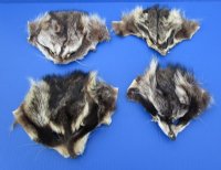 Tanned Raccoon Face Pelts, Skins, Fur <font color=red> Wholesale</font> -  20 @ $4.95 each