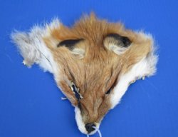 6-1/2 to 8-1/2 inches long Tanned Red Fox Face Pelts -  2 @ $8.25 each