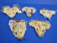 6-1/2 to 8-1/2 inches long Tanned Red Fox Face Pelts -  2 @ $8.25 each