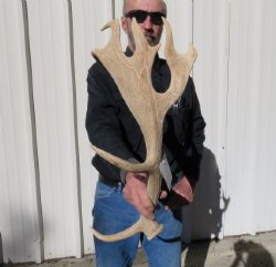 Fallow Deer Antlers