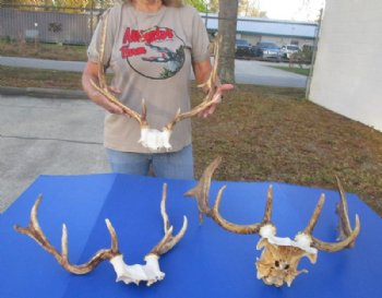 Fallow Deer Antlers on Skull Plate <font color=red> Wholesale</font>  3 @ $58 each