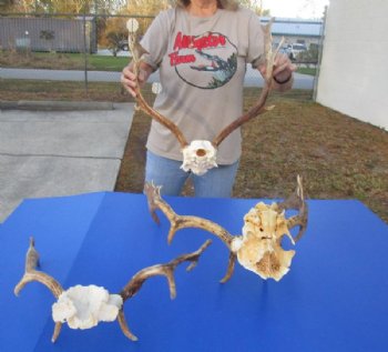 Fallow Deer Antlers on Skull Plate <font color=red> Wholesale</font>  3 @ $58 each