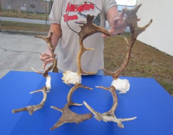 Fallow Deer Antlers on Skull Plate <font color=red> Wholesale</font>  3 @ $58 each