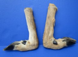 Preserved Feet, Heads, Claws