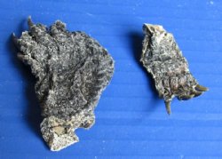 Borax Cured Red Eared Slider Turtle Feet with Odor - 25 @ $1.35 each