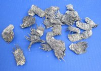 Borax Cured Red Eared Slider Turtle Feet with Odor - 25 @ $1.35 each