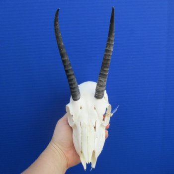 Female Springbok Skulls with Horns 4-1/2 to 7 inches long <font color=red> Grade B Wholesale</font> - 3 @  $32 each; 5 @ $29 each