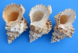Frog Shells, Giant Frog Snail