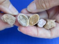 Fossil Dinosaur Mosasaur Teeth  5/8 to 1-1/4 inches - 5 @ $4.65 each