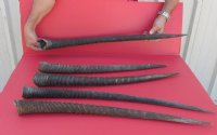 Real Gemsbok Horns, Oryx - <font color=red>22 to 32-7/8 </font> inches long -   2 @ $27.20;<font color=red> 33 to 36 </font> inches long - 2 @ $30.40 each 