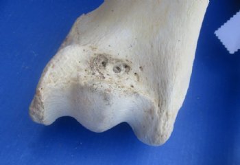 17 to 21 inches Authentic African Giraffe Femur Leg Bones <font color=red> Wholesale</font>  - 4 @ $50 each