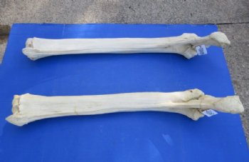 33 to 39 inches African Giraffe Radius Bone with Ulna <font color=red> Wholesale</font> for $154.99 each; 3 @ 140.00 each  (Delivery Signature Required)