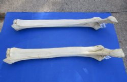 33 to 39 inches African Giraffe Radius Bone with Ulna <font color=red> Wholesale</font> for $154.99 each; 3 @ 140.00 each  (Delivery Signature Required)