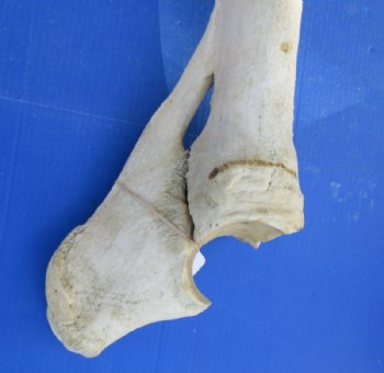 33 to 39 inches African Giraffe Radius Bone with Ulna <font color=red> Wholesale</font> for $154.99 each; 3 @ 140.00 each  (Delivery Signature Required)