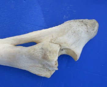 33 to 39 inches African Giraffe Radius Bone with Ulna <font color=red> Wholesale</font> for $154.99 each; 3 @ 140.00 each  (Delivery Signature Required)