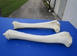 21 to 26 inches African Giraffe Tibia Leg Bones <font color=red> Wholesale</font> - 2 @ $90.00 each; 3 @ $80.00 each