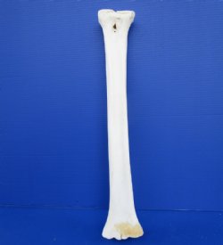 Giraffe Bones