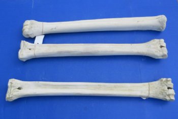 26 to 28 inches African Giraffe Metacarpal and Metatarsal Leg Bone <font color=red> Wholesale</font> - 3 @ $130 each - Delivery Signature Required)
