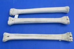 26 to 28 inches African Giraffe Metacarpal and Metatarsal Leg Bone <font color=red> Wholesale</font> - $144.99 each