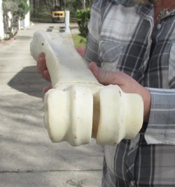 African Giraffe Metatarsal and Metacarpal Leg Bone <font color=red> Wholesale</font> 23 to 25 inches - $134.99 each