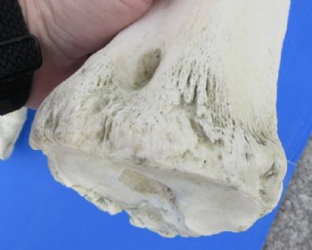 African Giraffe Metatarsal and Metacarpal Leg Bone <font color=red> Wholesale</font> 23 to 25 inches - $134.99 each