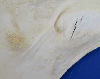 Giraffe Lower Jaw Bones <font color=red> Wholesale</font> 15 to 18 inches long - 2 @ $45 each; 3 @ $40 each