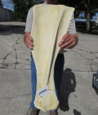 21 to 28 inches Giraffe Shoulder Blade Bones <font color=red> Wholesale</font> - 3 @ $40.00 each; 4 @ $36.00 each