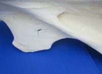 African Giraffe Vertebrae Bones <font color=red>Wholesale </font> 10 to 13 inches long -  3 @ $45.00 each