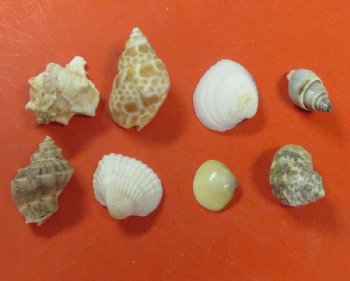 Assorted Craft Seashells from India, 1 to 2 inches - 5 pounds @ $12.75 a bag; 3 bag @ $11.55 a bag
