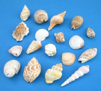 Assorted Craft Seashells from India, 1 to 2 inches - 5 pounds @ $14.40 a bag; 3 bag @ $12.80 a bag