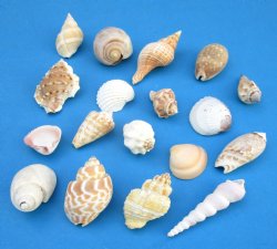 Assorted Craft Seashells from India, 1 to 2 inches - 5 pounds @ $14.40 a bag; 3 bag @ $12.80 a bag