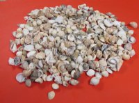 Assorted Craft Seashells from India, 1 to 2 inches - 5 pounds @ $12.75 a bag; 3 bag @ $11.55 a bag
