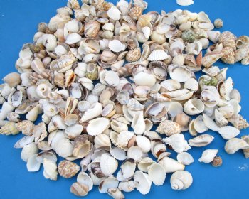 Assorted Craft Seashells from India, 1 to 2 inches - 5 pounds @ $14.40 a bag; 3 bag @ $12.80 a bag