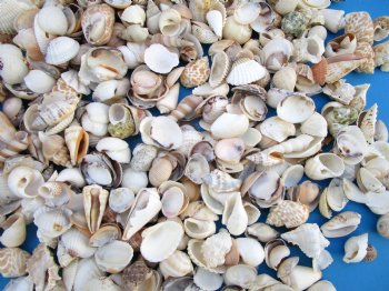 Small Assorted Seashells for Crafts from India (5 lb bags) 1 to 2 inches - Case of 8 for $11.25 a bag; <font color=red> Wholesale </font> 2 Cases @ $8.00 a bag