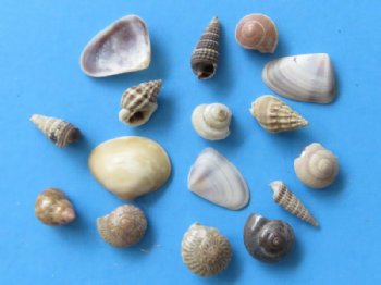 Tiny Assorted Craft Shells from India, Under 1 inch - 8 Gallons @ $11.47 a gallon 