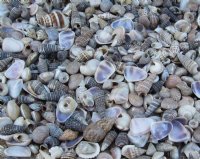 Tiny Assorted Craft Shells from India, Under 1 inch - 8 Gallons @ $11.47 a gallon 
