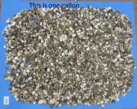Tiny/Small Mixed Indian Seashells 1/2 to 1-1/2 inches - 1 Gallon (5.5 pounds)  @  $14.99 a bag; 3  @ 14.00 a bag
