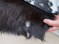 Goat Hides, Skins <font color=red> Wholesale</font> - Solid Colors: 4 @ $27 each; Patterns: 4 @ $27 each